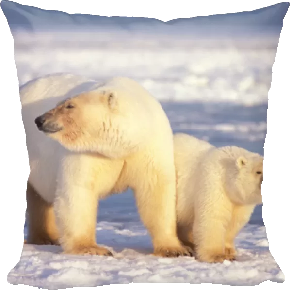 polar bear, Ursus maritimus, sow with cub on the pack ice of the frozen coastal plain