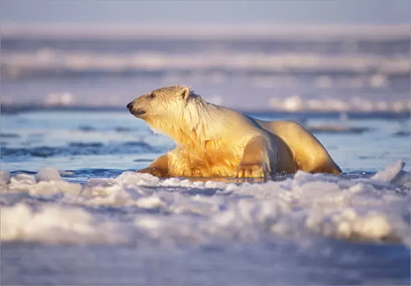 polar bear, Ursus maritimus, climbing onto the pack ice of the frozen coastal plain