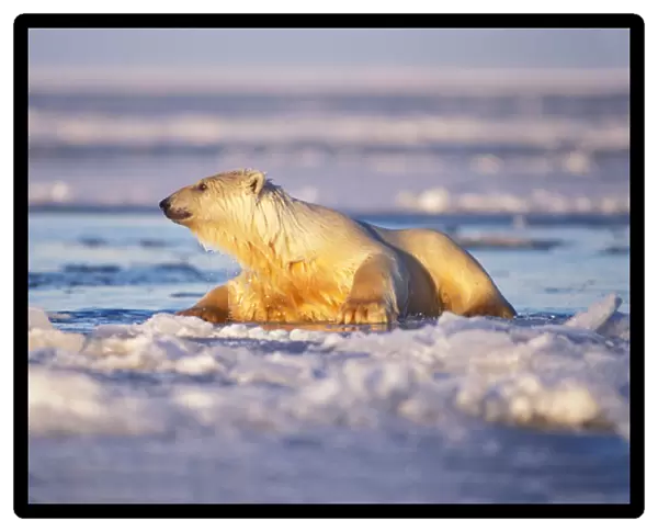 polar bear, Ursus maritimus, climbing onto the pack ice of the frozen coastal plain