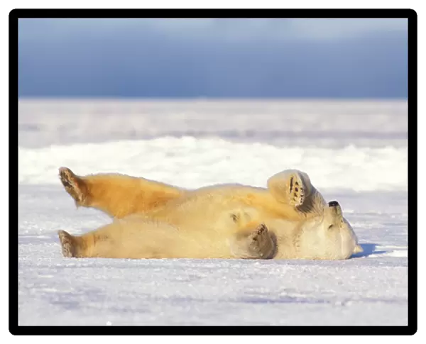 polar bear, Ursus maritimus, rolling around on the pack ice of the frozen coastal plain