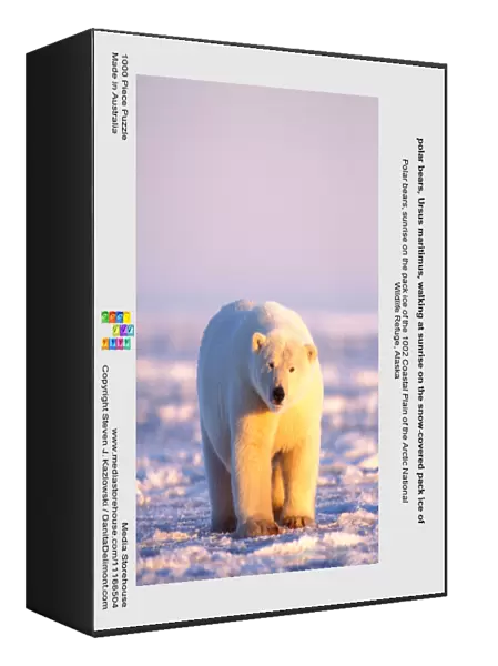 polar bears, Ursus maritimus, walking at sunrise on the snow-covered pack ice of