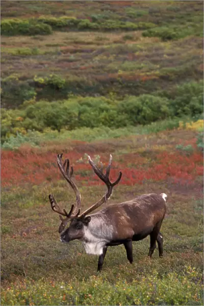 caribou, Rangifer tarandus, bull walking in fall colors, Denali National Park, interior