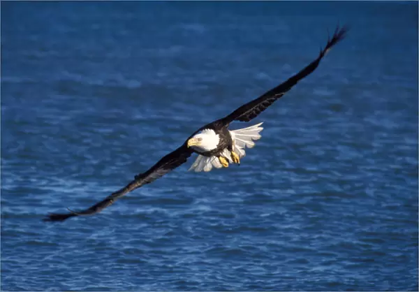 bald eagle, Haliaeetus leucocephalus, in flight over water, Kachemak bay, southcentral