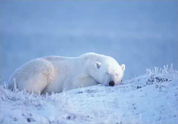 polar bear, Ursus maritimus, sleeping on the frozen coastal plain, 1002 area of the