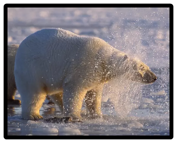 polar bear, Ursus maritimus, shaking off excess water on the pack ice, 1002 area