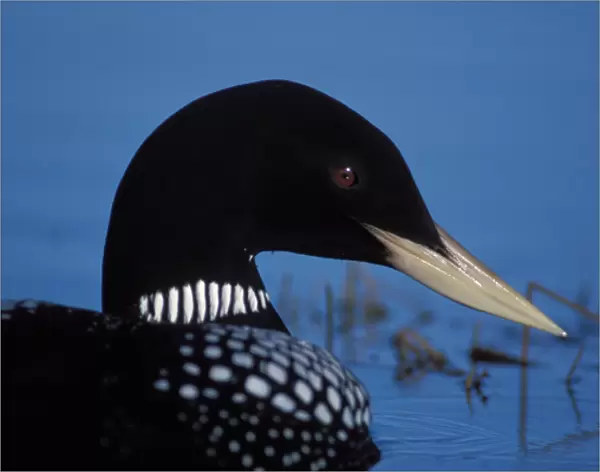 yellow-billed loon, Gavia adamsii, in the 1002 area of the Arctic National Wildlife Refuge