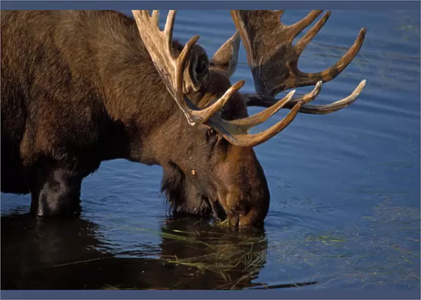 moose, Alces alces, bull feeding on aquatic plants in a kettle pond, Denali National Park