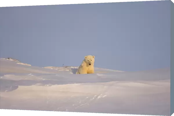 polar bear, Ursus maritimus, sow emerging from her the den for the first time, mouth