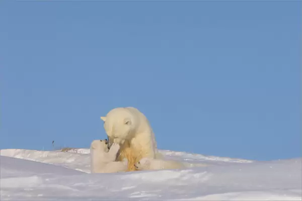polar bear, Ursus maritimus, sow playing with her newborn spring cubs outside their den
