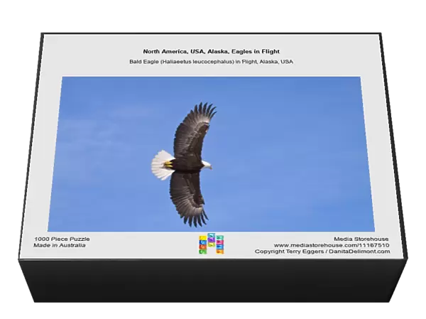 North America, USA, Alaska, Eagles in Flight