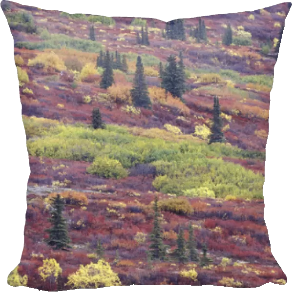 NA, USA, Alaska Autumn colors along the Old Denali Highway, near Paxson