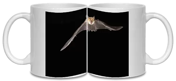 southern Arizona, USA, Pallid Bat, Antrozous pallidus. In flight, searching for