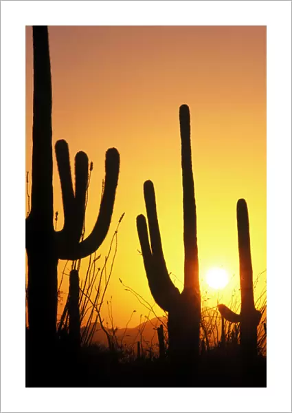 N. A. USA, AZ, Saguaro NP, Saguaro Sunset