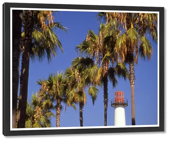 USA, California, Long Beach. The Lions Lighthouse is framed by a row of palm