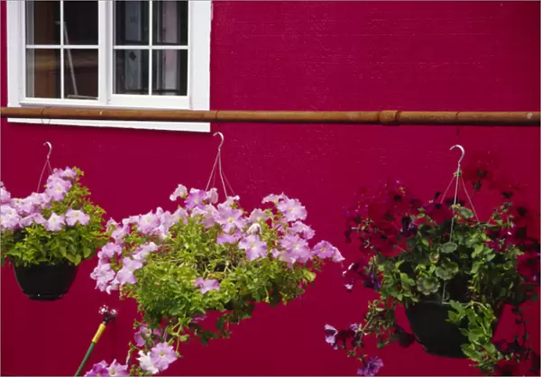 USA, Washington, Bellingham, Petunias in hanging pots by red wall. Credit as: Steve