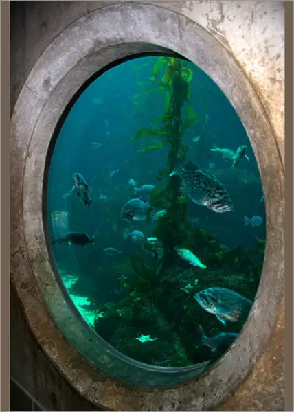 NA, USA, California, Monterey. Fish swim in an underwater display at the Monterey