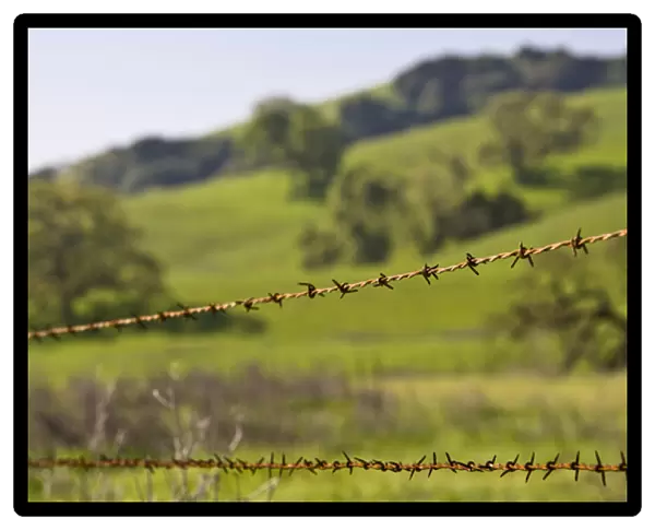 California Valley Oaks (Quercus lobata) behind a barb wire fence