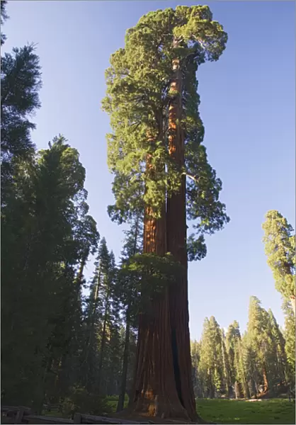 CA, Sequoia NP, Big Trees Trail, Giant Sequoia tree