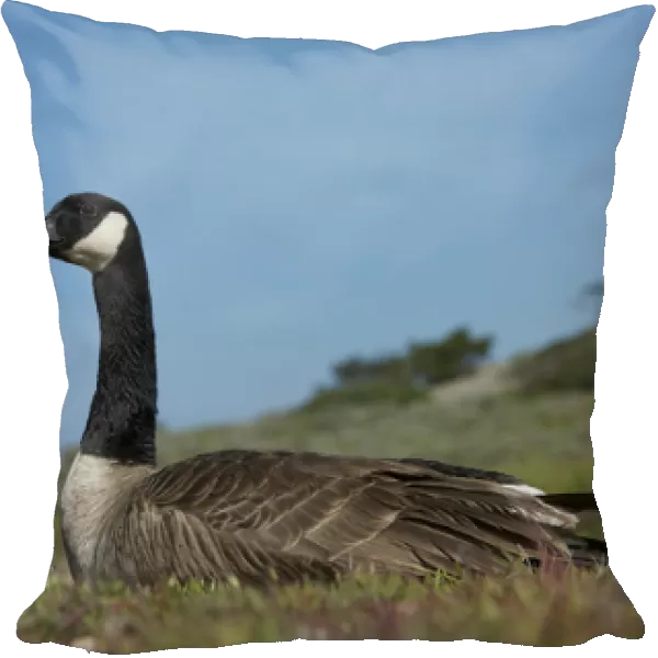 North America, USA, California, Point Lobos. Canada Goose