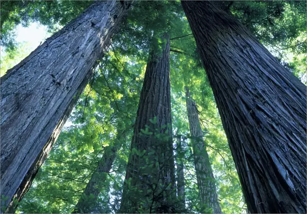 Montgomery Woods State Reserve, California. USA. Ancient redwoods (Sequoia sempervirons)
