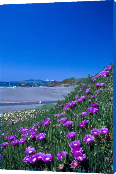 NA, USA, CA, Ice Plant on California coastline Spring