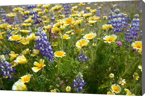 NA, USA, CA, Shell Creek, Tiddy Tips and Lupine