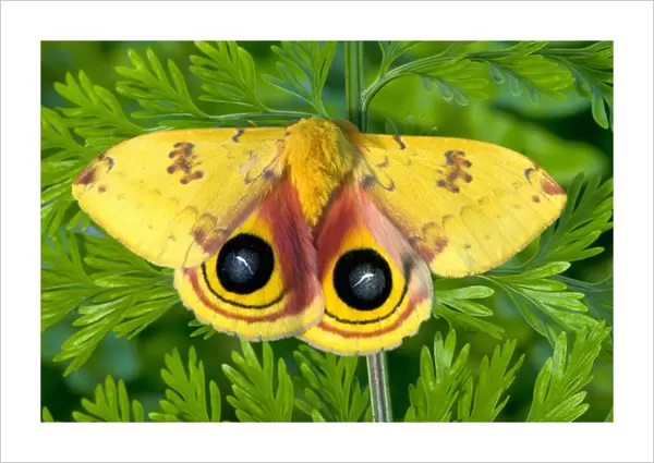 North American Silk Moth the Io Moth photographed Sammamish, Washington