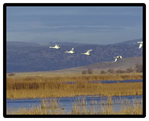 NA, USA, California, Klamath Basin Trumpeter swans in flight