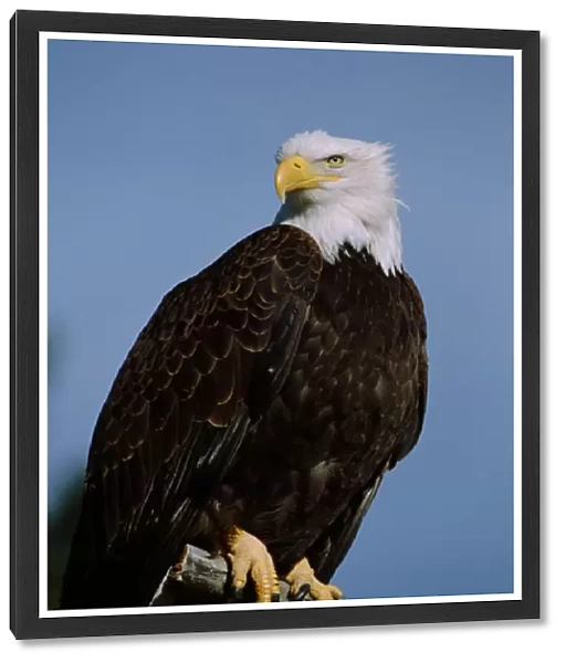 North America, USA, Colorado, Colorado Springs. Bald eagle (Haliaeetus leucocephalus)
