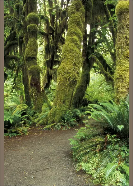 North America, USA, WA, Olympic NP moss covered trees in the Hoh Rainforest