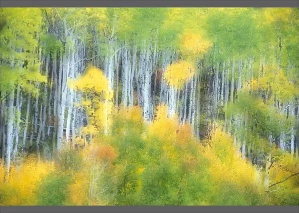 N. A. USA, Colorado, Kebler Pass Aspens in fall colors (in and out focus)