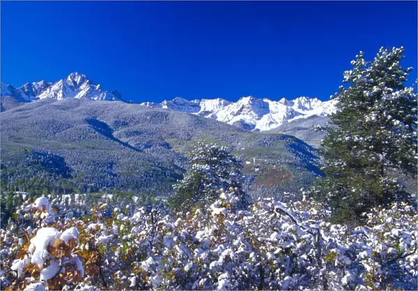 Snow covered trees and the Sneffels Wilderness Range