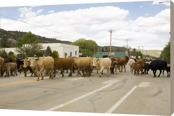 Cattle drive in a small town near Telluride, Colorado
