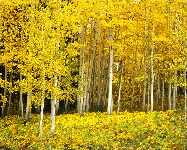 USA, Colorado, Routt NF, Quaking Aspen Grove (Populus tremuloides)