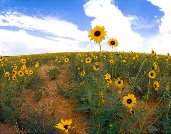 Na, USA, Colorado, Sunflowers, Wild Sunflowers