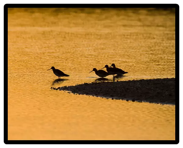 Shorebirds at sunrise at the mouth of the Connecticut River in Old Lyme, Connecticut