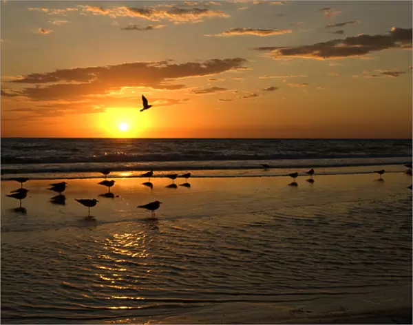 Gulls Waiting for Sunset