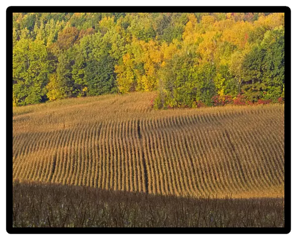 Maturing corn field near Chippewa Falls Wisconsin