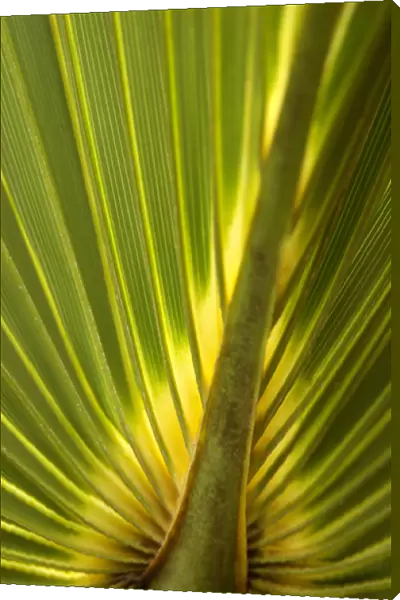 North America, USA, Florida, New Smyrna Beach, palm leaf detail