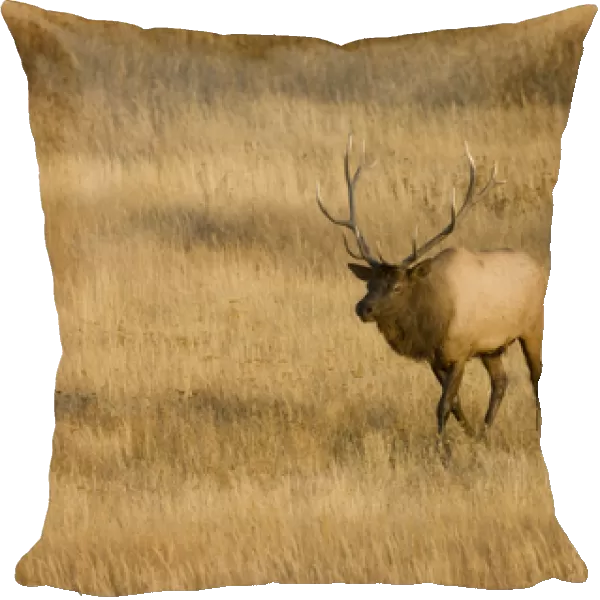 WY, Yellowstone National Park, Bull Elk, in meadow, (Cervus elaphus)