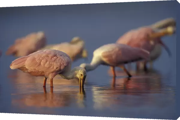 USA, Florida, Myakka River State Park A flock of Roseate Spoonbill Feeding