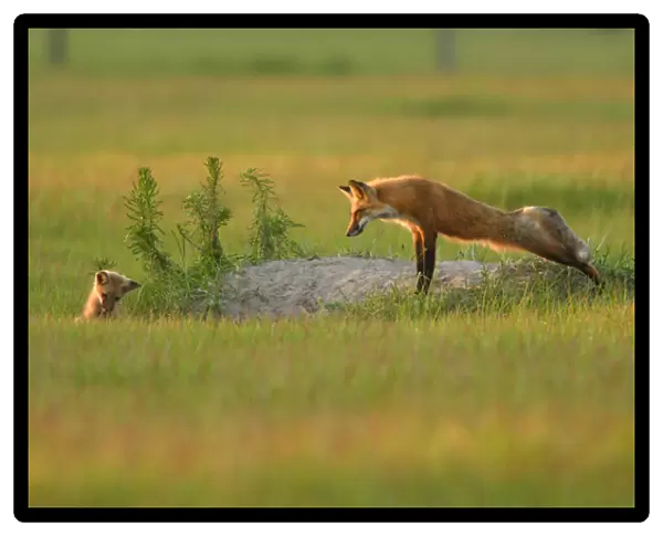 USA, Florida, Bushnell, Rural farmlands, Red fox yawning at den, Vulpes vulpes