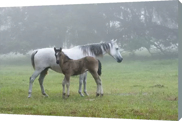 Florida Cracker mare and colt on a foggy morning Equus caballus Bushnell, FL