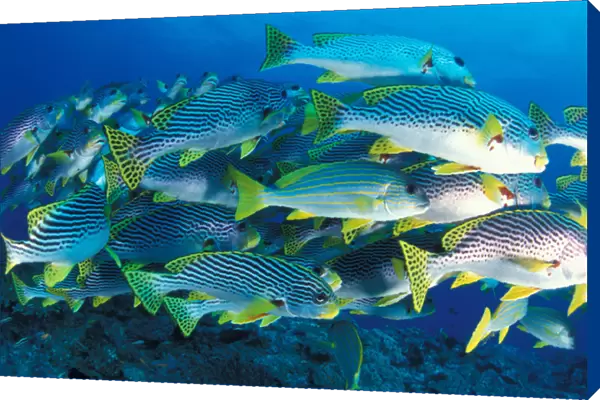Tropical Fish underwater