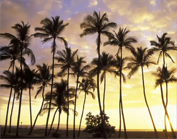 USA, Hawaii, Maui, Kamaole Park 1 Silhouetted palms at sunset
