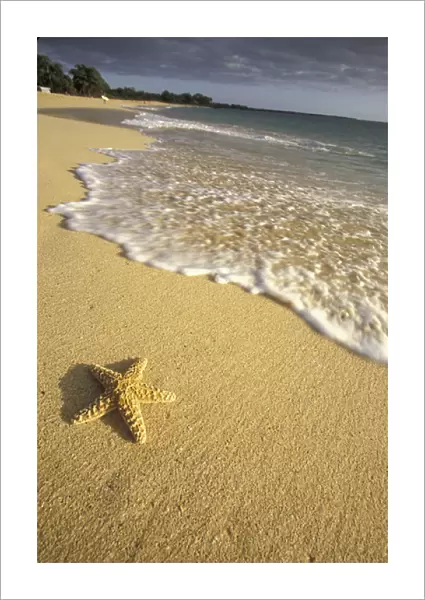 USA, Hawaii, Maui, Makena Beach Starfish and surf