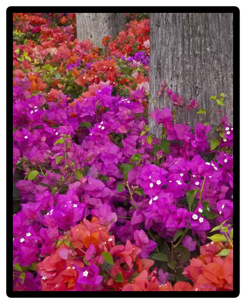 North America, USA, Hawaii, Maui. Colorful Bougainvillea on park grounds in Maui