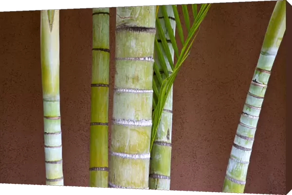 North America, USA, Hawaii, Maui. Bamboo against colorful wall