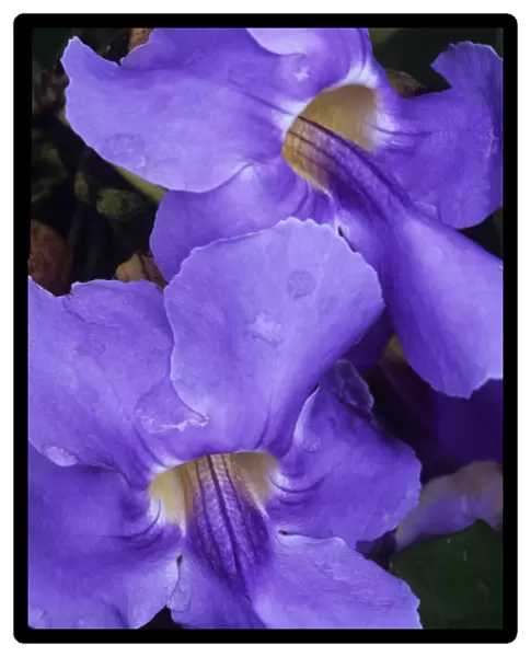 Purple Hawaiian flower