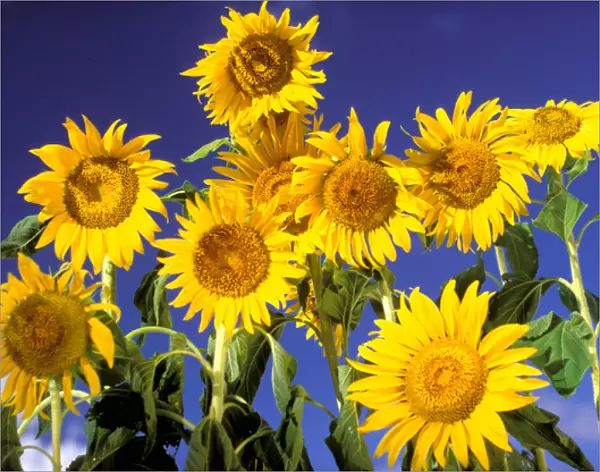USA, Hawaiian Islands. Sunflowers